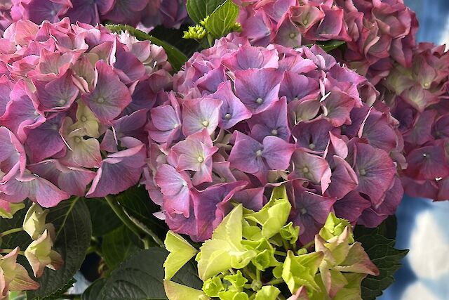 Plants at their best.