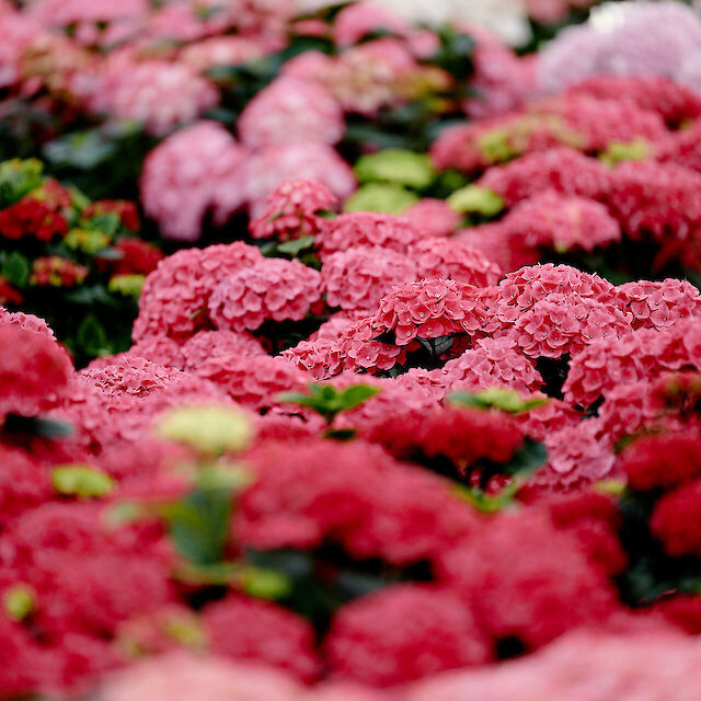 Welcome to our breeding nursery